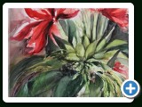 075a_rote_Amaryllis