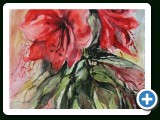 122amaryllis