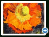 DSC07698_mohn3